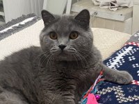ÜCRETSİZ SAHİPLENDİRME BRİTİSH SHORTHAİR KEDİMİZ