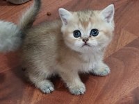 Güzeller güzeli british hepsi safkan şecereli