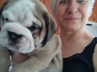 MÜKEMMEL KALİTE İNGİLİZ BULLDOG YARULARIMIZ