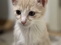 MİNİK TATLI YAVRU KEDİLERİMİZ EV ARIYOR