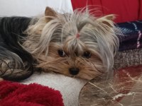 Safkan Yorkshire Terrier Yavruları