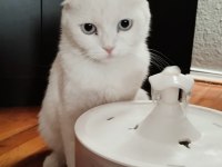 ÜCRETSİZ SAHİPLENDİRME KEDİMİZE ÖMÜRLÜK YUVA ARIYORUZ
