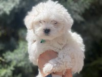 Irk garantili erkek güzeli köpeğimiz