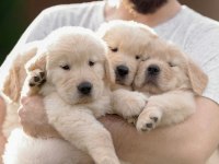 Golden Retriever Yavrular İçin Ulaşabilirsiniz
