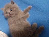40 günlük orjinal gri british shorthair
