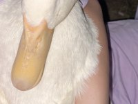 Satılık ördek 1 yaşında
