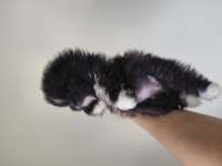 Pomeranian parti color