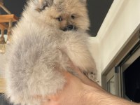 Pomeranian boo 3 aylık