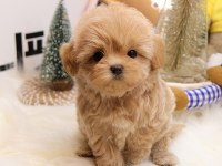 Sevgi Dolu Toy Poodle Yavrularımız