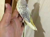 Evlere Maskot 51 Günlük Renk Güzeli Sultan Bebek