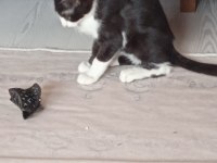 5 aylık kedimize yuva arıyoruz acil