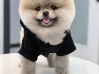 POMERANİAN BOO ORJİNAL RENGİ VE TÜY KALİTELİ YAVRUMUZ