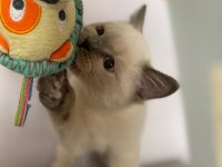 ACİL YAVRU KEDİLERİN İLANI