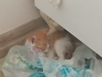 Annesi ölmüş kediye yuva aranıyor