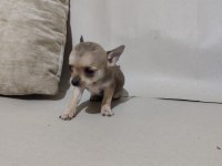 Chihuahua yavrular