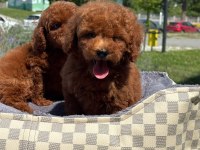 Toy Poodle Bebekler