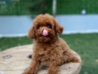 Toy poodle teacup baby yavrular