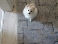 Yavru pomeranian 3 aylık