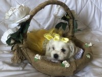 Bayram Gibi Şeker Sahibinden Aşılı Maltese Terrier