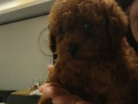 Oyuncak surat poodle yavrular