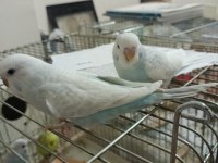 İkiz yavru muhabbet kuşları evcil