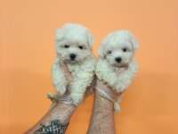 MÜKEMMEL KALİTE MALTESE TERRİER BEBEKLER