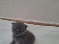 Yavru kedi tatlı scottish fold