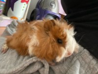 Ginepig Kobay