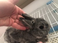 Chinchilla Renk Hollanda Cüce Tavşan Erkek