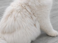 British longhair 1 yaşında