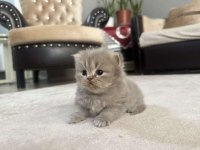 British Longhair Kedimiz