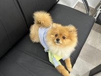 Orjinal Uygun Fiyatlı Pomeranian