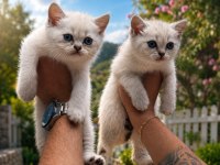 British Shorthair Yavruları