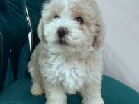 0 BOY KÖPEKLERİMİZ YENİ AİLELERİNE GİTMEYE HAZIR