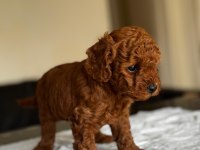 A KALİTE ORJİNAL TOY POODLE