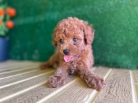 Toy Poodle Bebek Köpekler Referans Yavru