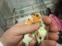 Ağır parçalı parrot takım kuşlar