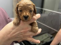 2 Erkek 1 Dişi Poodle