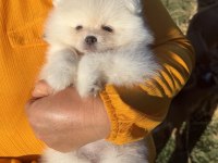 KARTOPU GİBİ AYICIK POMERANİAN BOO