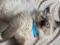 British longhair chocolate point erkek