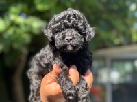 Eşsiz Güzellikteki Toy Poodle Bebekler