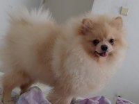 7.5 Aylık Dişi Pomeranian Uyguna