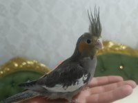Sultan papağanı