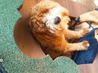 Ücretli sahiplendirme toy poodle