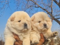 Çin Aslanı Yavru Köpeklerimiz