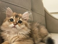 Golden british longhair bebeğimiz