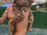 Küçük toy poodle