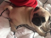 BAKIMLI PUG YAVRULAR