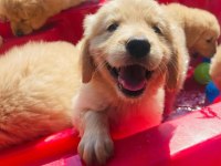 Dost canlısı Golden Retriever yavrular
