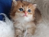 Bursa Golden British shorthair Yavrular Acil Sahiplendirme